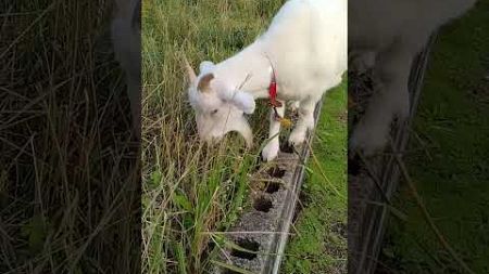 #goat 　 #動物 　 #小雪　#山羊　#山羊ペット