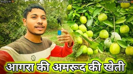 आगरा की अमरूद की खेती 🌾 || Blogging life 😍 || आगरा के किसान 🍁 || #jagmohan