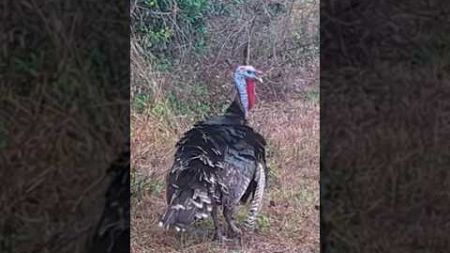 Large Osceola Wild Turkey in its natural environment - many exotic wild animals here - come see