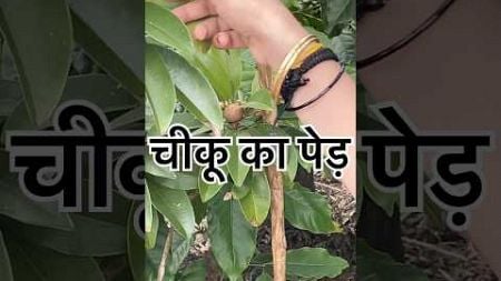 Chiku Plant/Sappota 😁🥰#kerala#new#travel#plants#environment#hindi#nature#trending#reels#song#watch