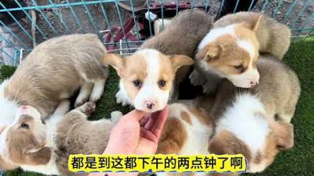 逛农村狗市，砍价所有宠物犬，没想到丁香色恶霸犬才1200买到 #狗市 #萌宠 #恶霸犬 #小奶狗