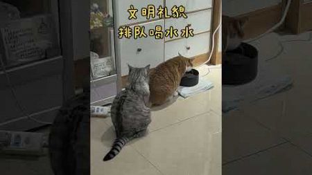 文明礼貌喝水水～ #猫 #cat #cats #宠物 #宠物日常记录 #pets #pet #爆笑 #搞笑 #shorts