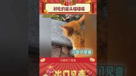 猫猫唱歌叫 我心都化了 #娱乐评论 #猫咪 #可爱 #萌宠 #猫猫 #动物 #shorts #出门见喜