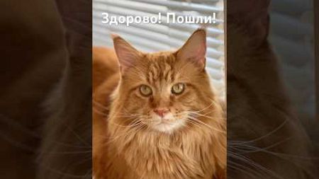 Диалог🤣🤣#безкотаижизньнета #жизньвчехии #домашниепитомцы #cat #спорт#лень#друзья#диалоги