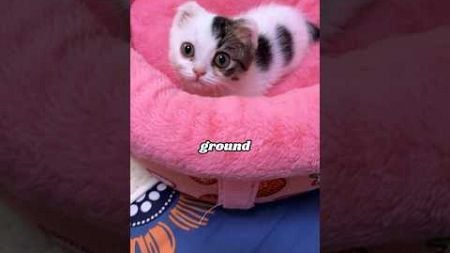 Strong Kitten #pets #heartwarmingpets #animals