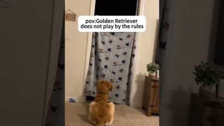 Playing hide and seek with dogs. #funny #pets #cutedog #animals #dog