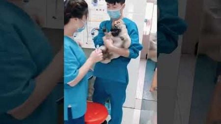 Dogs afraid of injections #funny #dog #pets #funnypetsmoments #dogs #animals #funypets #funnyvideo