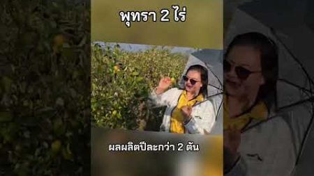 หนองคาย /:ปลูกพุทรา 2 ไร่ ได้ผลผลิตเกินคาด ปีละกว่า 2 ตัน