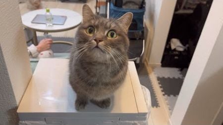 猫のご飯にウェットフードを混ぜてあげたら短足猫がこうなってしまいました...