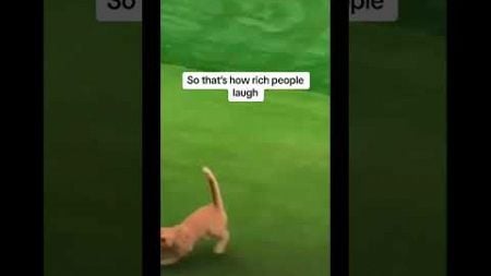 The happy life of cats#funny #cat #pet #catdog #catshorts #funnycats #catvideos