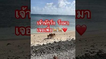 เจ้านักวิ่ง วิ่งมาเจอเพื่อน #ไวรัล #funny #ตลก #doglover #news #dogshorts #dogs #doglife #cutedog