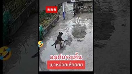 #ลม #ลมแรง #youtubeshorts #ytshorts #สุนัข#หมา #สัตว์โลกน่ารัก #สัตว์เลี้ยง #funny #funnyvideo #dog