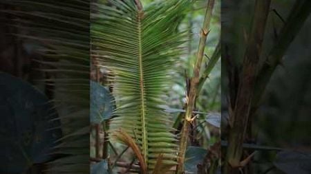 Makanan Berduri Tajam Di Tengah Hutan.! #survival #outdoors #bushcraft