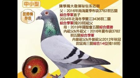 【萬教鴿舍--拍賣鴿14】2022-233829 灰♂｜陳學賜大發揮秘包系近親｜父：2016年南海夏季布袋3782羽五關綜合季軍直子，母：2019年國聖會五關綜合優勝