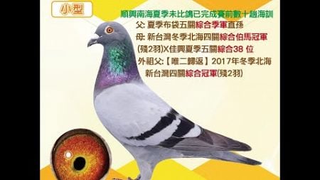 【萬教鴿舍--拍賣鴿12】2024-774827 灰♂｜順興南海夏季未比鴿已完成賽前數十趟海訓｜父：夏季布袋五關綜合季軍直孫，母：新台灣冬季北海四關綜合伯馬冠軍（殘2羽）×佳興夏季五關綜合38位