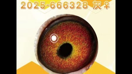 【萬教鴿舍--拍賣鴿37】2025-666328 灰♀｜鴿眼