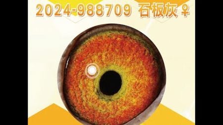 【萬教鴿舍--拍賣鴿30】2024-988709 石板灰♀｜鴿眼