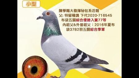 【萬教鴿舍--拍賣鴿20】2024-333086 灰♀｜陳學賜大發揮秘包系近親｜父：特留種鴿，下代布袋五關綜合優勝入賞77等，內祖父＆外曾祖父：2016年夏布袋3782羽五關綜合季軍