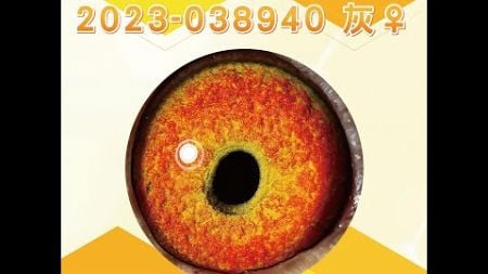 【萬教鴿舍--拍賣鴿6】2023-038940 灰♀｜鴿眼