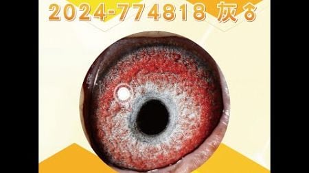 【萬教鴿舍--拍賣鴿7】2024-774818 灰♂｜鴿眼