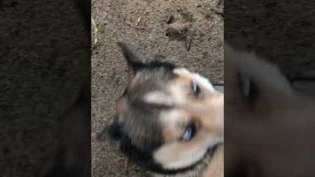 Nico loves wet sand.