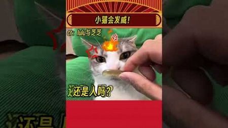 猫猫：本喵咳嗽很凶的哦！#猫猫 #娱乐评论大赏#shorts