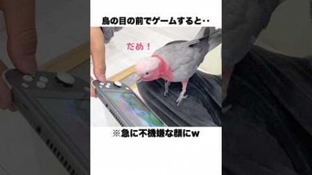 オウムの前でゲームしたらボタン破壊されたww【モモイロインコ】 #shorts