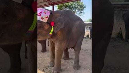 น้องมินนี่&amp;น้องนะโม เต้นโชว์จ้า🥰 น่ารักมากๆ ตัวอ้วนๆ #elephant #มินนี่น่ารัก