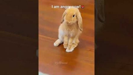 My rabbit said she is angry 🤬 #funny #fluffy #rabbit #pets #funnycute #bunny #rabbits