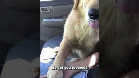 Adorable Golden Retriever Holds Human&#39;s Hand