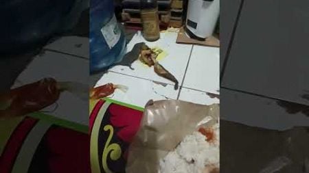 Rat SNATCHES Food Off Human&#39;s Plate!