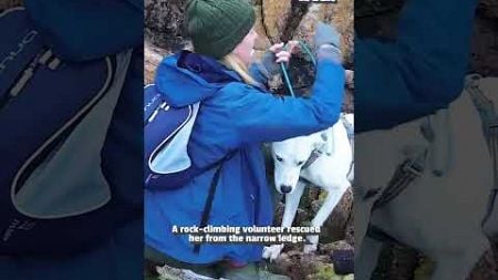 🐕Missing Dog Rescued from Dangerous Cliffside⛑️ | Hero of the Week