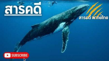 สารคดีสัตว์โลก ตอน สารคดีสัตว์โลกใต้ทะเล และมหาสมุทร สารคดีวาฬ สารคดีโลมา สัตว์ทะเลจอมฉลาด