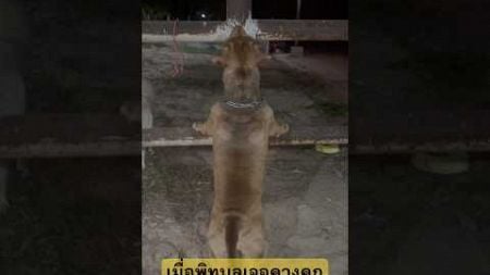 ระทึกพิทบูลปีนเสา😱#สัตว์เลี้ยงน่ารัก #animals #funny #doglife