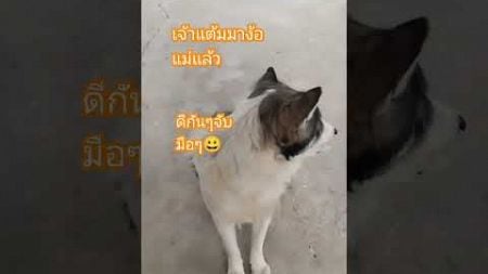 เจ้าแต้มมาง้อแม่ฮะ #สัตว์โลกน่ารัก #doglover #youtubeshorts