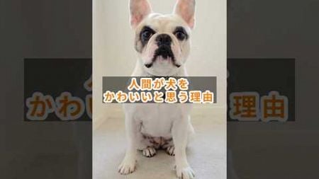 犬がかわいいと思う理由＃雑学＃犬＃豆知識＃ペット