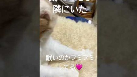 ペットホテル番猫ラテ　フミフミ🐾🩷