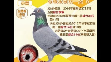 【萬教鴿舍--拍賣鴿23】2024-333092 石板灰白羽一支♀｜父＆外祖父：2016年夏布袋3782羽五關綜合季軍，外祖母：2013年夏季佳興五關綜合38位殘41羽