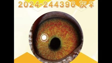 【萬教鴿舍--拍賣鴿2】2024-244396 灰♀｜鴿眼