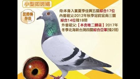 【萬教鴿舍--拍賣鴿37】2025-666328 灰♀｜母：本身入賞夏季佳興五關綜合17位，內曾祖父：2012年秋季冠鈞宜南三關綜合14 位殘18羽