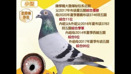 【萬教鴿舍--拍賣鴿29】2023-527745 灰♀｜陳學賜大發揮秘包系近親｜父：2017年布袋夏五關綜合優勝，母：2020年夏季嘉義布袋3746羽五關綜合11位