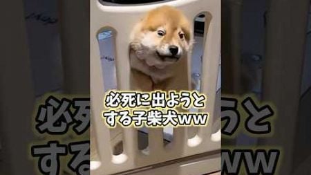 犬の可愛すぎて口角上がる動画まとめw #犬 #犬のいる暮らし #dog #いぬ #かわいい #可愛い #動物 #ペット