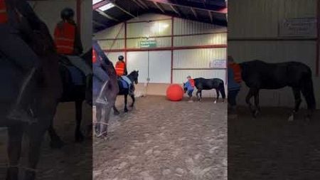 #jett #horse #bombproof #soccer #voetbal #fußball #fyp