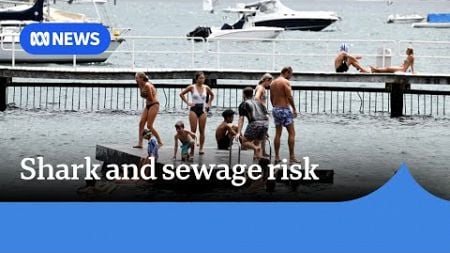 Sydney warned to avoid the beach with rain to bring shark and sewage | ABC NEWS