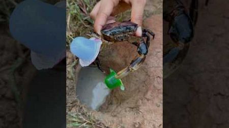 Survival Skills: SMART idea and USEFUL with CRAB 🦀 in hole#hack #survival #camping #outdoors