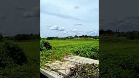 ท้องทุ่งนครชัยศรี #เพลงอย่าลืมตัว #ธรรมชาติกับสิ่งแวดล้อม #nature