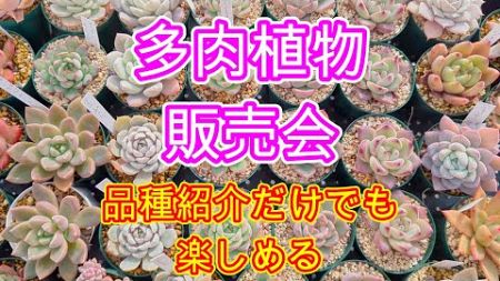 【多肉植物】【販売会】【新春初売り】多肉植物販売します