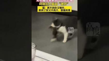 宠物猫在家抓到一只大老鼠