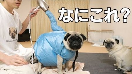 【ガチレビュー】Amazonで売ってる犬用ドライスーツを実際に使用してみた結果